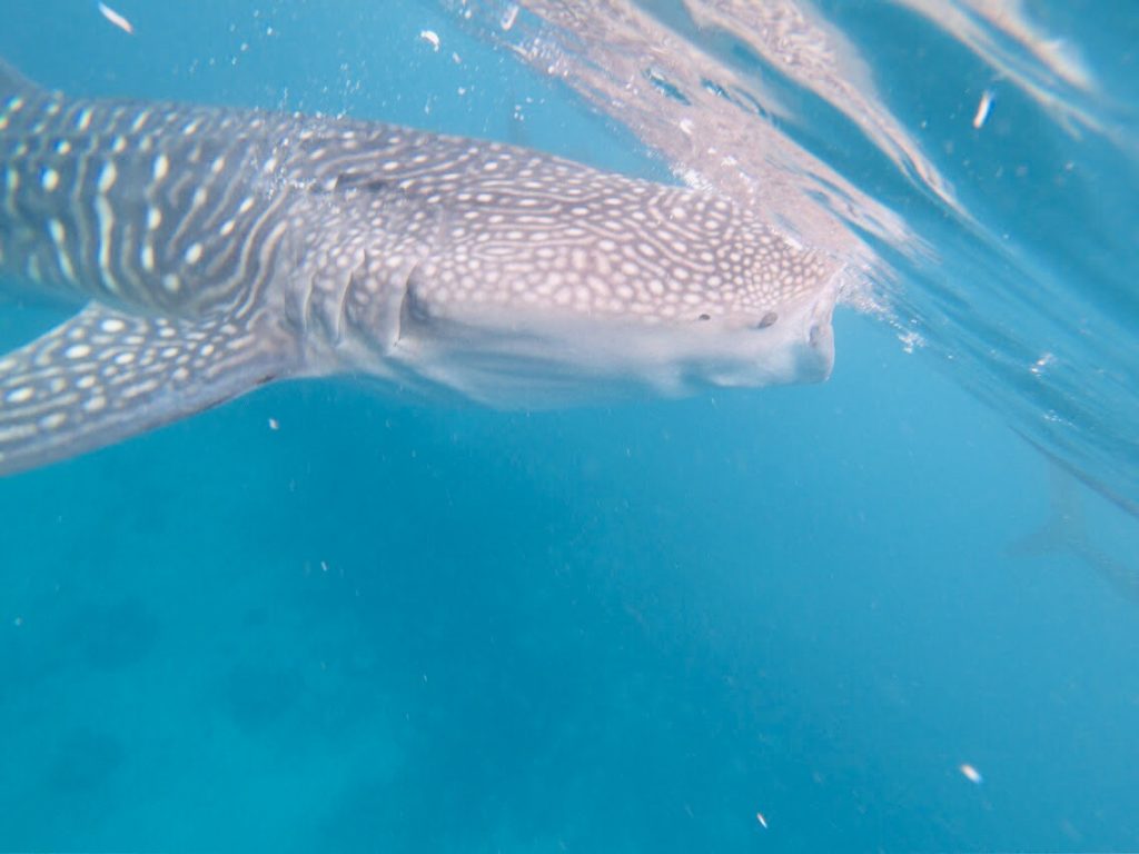 GoProをレンタルして撮ったジンベイザメ