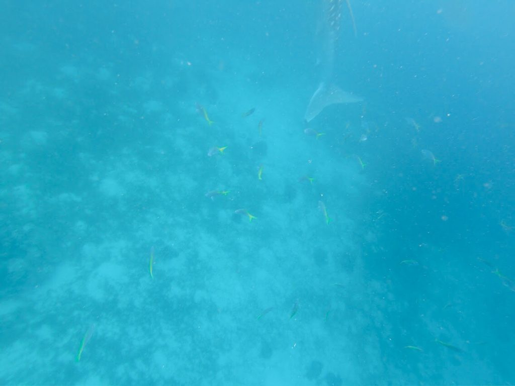 セブ島のジンベイザメツアーで見る黄色い小さな魚たち