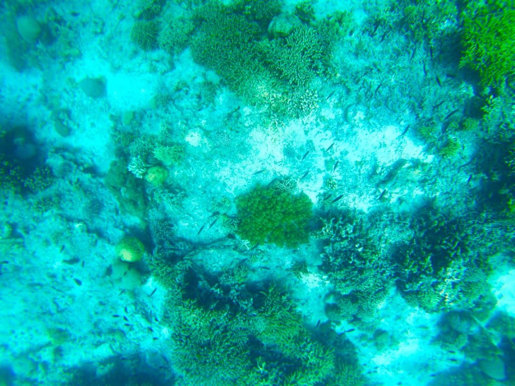 ジンベイザメツアーでみるセブ島のオスロブの魚