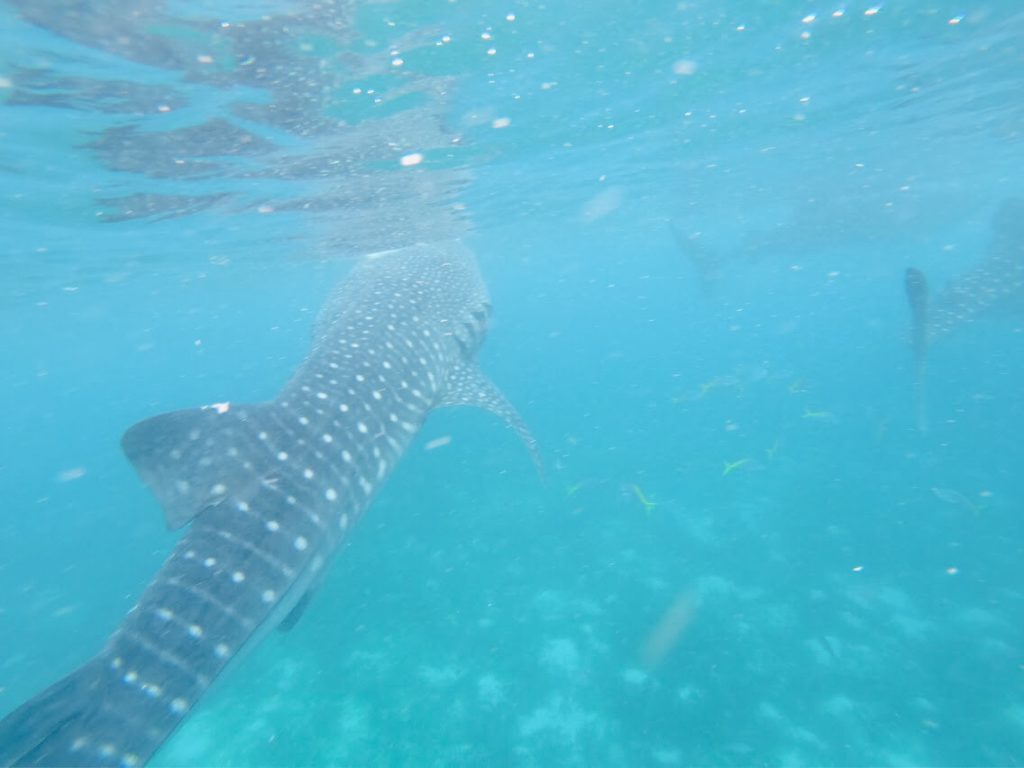 セブ島旅行の3泊4日モデルプランジンベイザメ