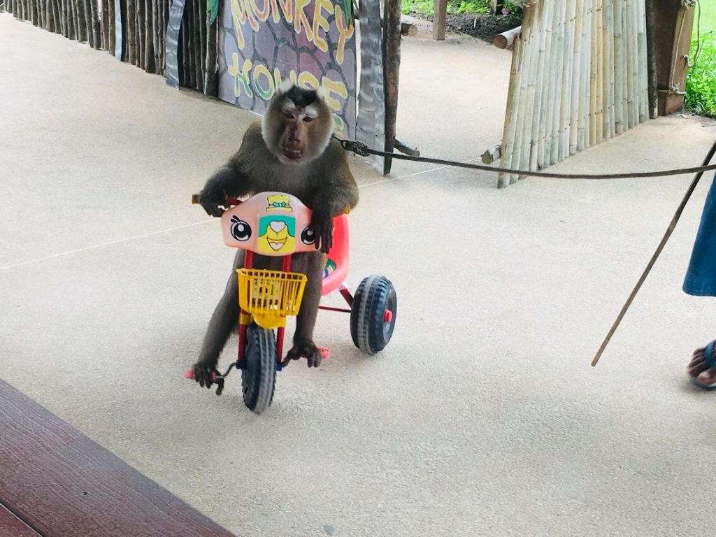 おさるの自転車芸をプーケットで見る!象乗りツアーのついでに