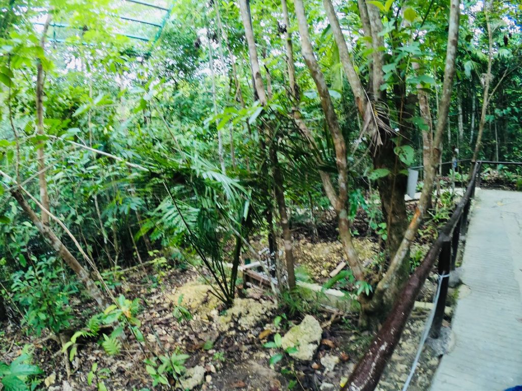 セブから自力で行くボホール島。ターシャが小さい