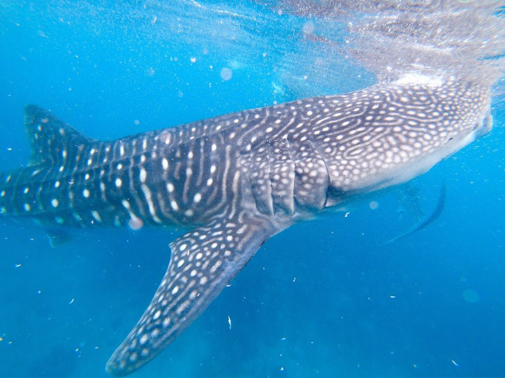 セブ島のツアーで見るジンベイザメ
