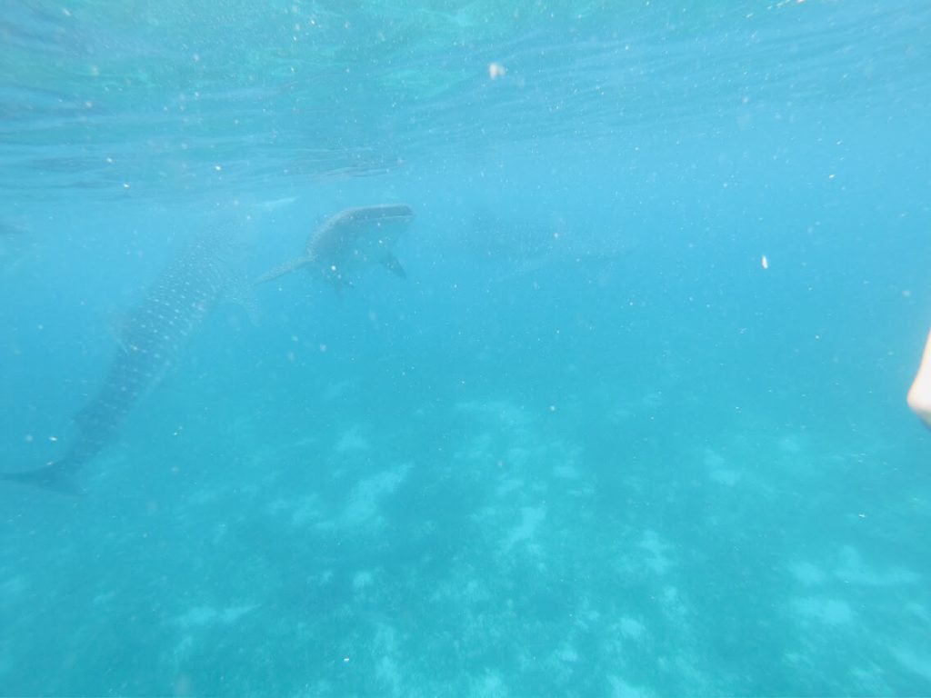 セブ島のジンベイザメツアーでたくさんのジンベイザメを!